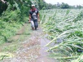 Areal Persawahan Terancam Gagal Panen